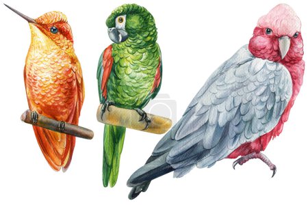 Foto de Beautiful birds. cockatoo parrots and hummingbird, watercolor illustration isolated on white background. High quality illustration - Imagen libre de derechos