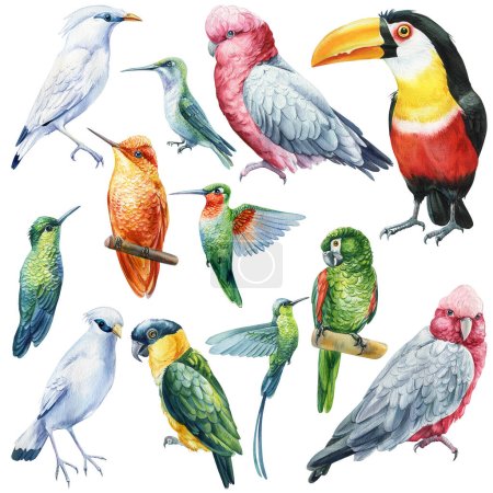 Collection of tropical birds. Parrots, hummingbird, Jalak Bali, toucan watercolor illustration isolated on white background. High quality illustration