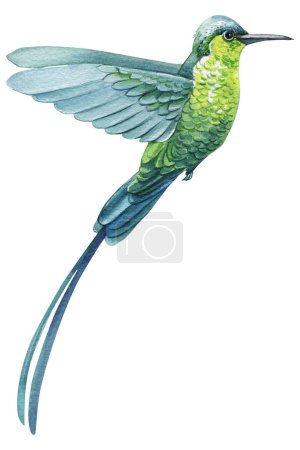 Tropical Beautiful birds, hummingbird watercolor illustration isolated on white background. Exotic bird. High quality illustration
