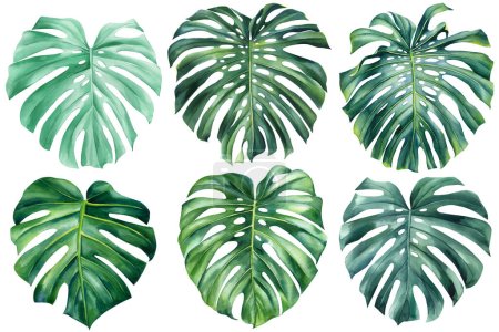 Téléchargez les photos : Monstera leaf watercolor on isolated white background botanical illustration, tropical plant, jungle design. High quality illustration - en image libre de droit