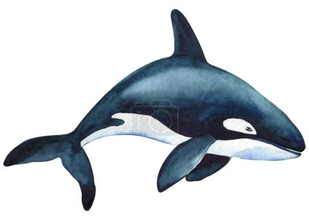 Photo pour Beautiful killer whale isolated against white background. watercolor illustration, hand drawing. High quality illustration - image libre de droit