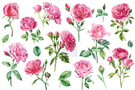 Pink flowers, set rose, beautiful flower on an isolated white background, watercolor illustration, botanical painting. High quality illustration