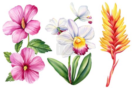 Téléchargez les photos : Orchidée aquarelle, hibiscus et héliconie. Peinture botanique, illustration florale. Fleurs exotiques. . Illustration de haute qualité - en image libre de droit