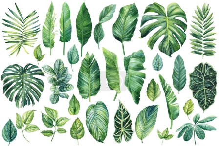 Téléchargez les photos : Ensemble de feuilles de palmier, aquarelle peinture botanique. Illustrations de jungle, monstère et feuille de banane. Plante tropicale verte. Illustration de haute qualité - en image libre de droit