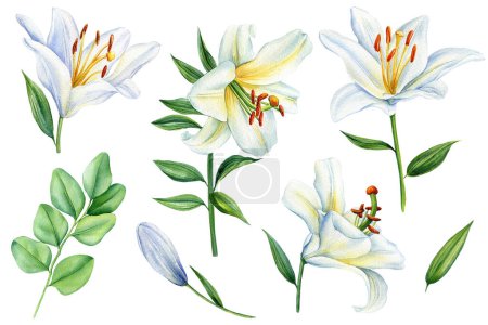 Białe lilie kwiaty na odizolowanym tle, akwarela białe lilie, flora do projektowania. Piękny kwiat ilustracji. Wysokiej jakości ilustracja
