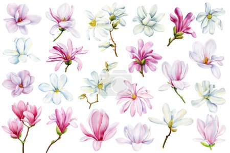 Téléchargez les photos : Fleurs magnolia blanches et roses sur fond isolé, illustration aquarelle dessinée à la main. Flore pour clipart design. Illustration de haute qualité - en image libre de droit