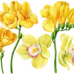 Freesia and orchid flowers on an isolated white background, watercolor hand drawing. Spring yellow flora. High quality illustration