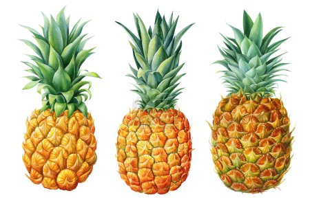 Exotische blumenreife Früchte. Ananas, Aquarell botanische Malerei. Hochwertige Illustration