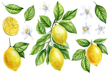 Foto de Conjunto de frutas de limón, flores, ramas y hojas, ilustración de acuarela botánica. Fondo blanco aislado de cítricos jugosos. ilustración de alta calidad - Imagen libre de derechos