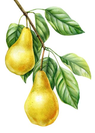 Pear. Tree branch with leaves and fruits on an isolated white background, botanical illustration painted in watercolor, ripe juicy Pears. High quality illustration