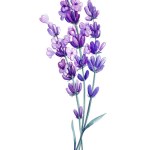 Lavender watercolor. Set of purple field flowers on isolated white background, watercolor illustration. High quality illustration