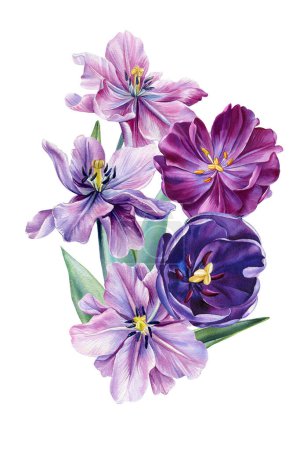 Spring flower. tulips flowers on an isolated white background, watercolor botanical painting. Floral design. High quality illustration