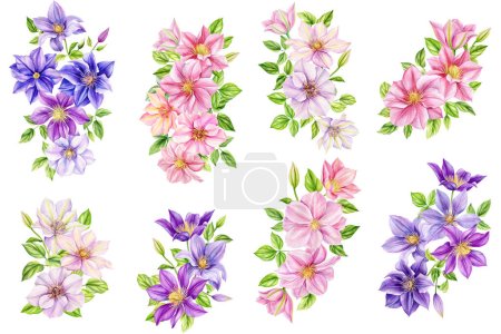 Clematis flowers, bouquet on isolated white background, watercolor botanical painting. Flora for Wallpaper, Print, Fabric, . High quality illustration