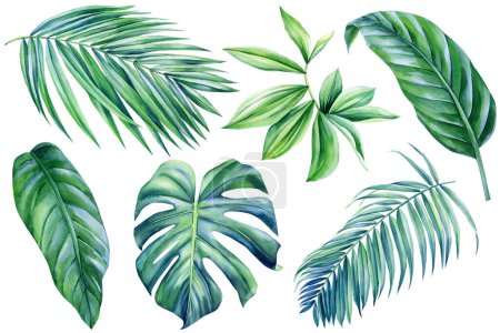 Téléchargez les photos : Feuilles tropicales, ensemble de feuilles de jungle verte sur fond blanc, illustration aquarelle, conception de la flore. Une plante verte. Illustration de haute qualité - en image libre de droit
