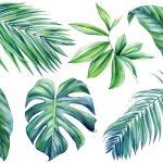 Tropical leaf, set of green jungle leaves on white background, watercolor illustration, flora design. Green plant. High quality illustration