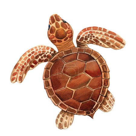 Téléchargez les photos : Bébé tortue sur fond blanc isolé, aquarelle illustration, dessin à la main tortue de mer illustration. Illustration de haute qualité - en image libre de droit
