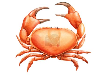 Crabe isolé sur fond blanc. Illustration aquarelle, dessin à la main. Illustration de haute qualité