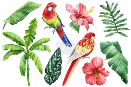 Téléchargez les photos : Belle illustration d'aquarelle d'oiseau tropical dessin à la main, perroquet, fleurs et feuilles de palmier dans un fond blanc isolé. Illustration de haute qualité - en image libre de droit