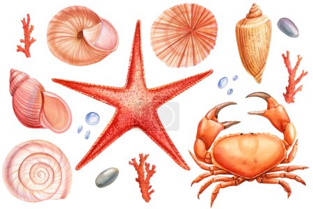 Las conchas acuarela establecen un fondo aislado. Ilustración hecha a mano. Cáscara de mar realista, estrellas de mar, cangrejo para el diseño. ilustración de alta calidad