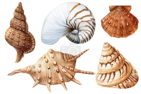 Watercolor seashells set isolated white background. Hand drawn illustration. Collection realistic sea shell for design. High quality illustration