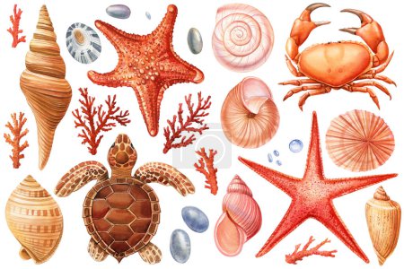 Photo for Watercolor seashells set isolated background. Hand drawn illustration. Turtle, sea shell, starfish, crab for design. High quality illustration - Royalty Free Image