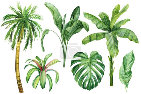 Photo for Set Palm tree, tropical plants on isolated white background, clip art Hand drawn nature. Watercolor botanical illustration. High quality illustration - Royalty Free Image