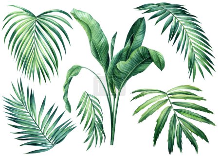 Photo for Set Palm tree, tropical plants on isolated white background, clip art Hand drawn nature. Watercolor botanical illustration. High quality illustration - Royalty Free Image