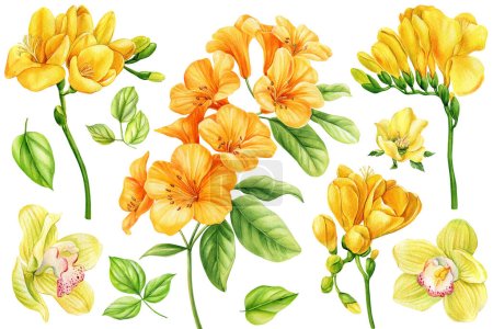Foto de Flores tropicales brillantes aisladas sobre fondo blanco. Pintura botánica, acuarela ilustraciones. Conjunto de flores amarillas fresia, orquídea. ilustración de alta calidad - Imagen libre de derechos