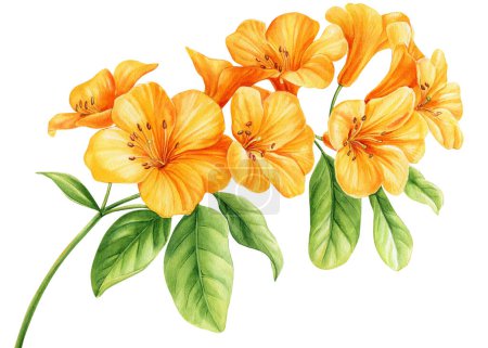 Téléchargez les photos : Fleurs tropicales lumineuses isolées sur fond blanc. Peinture botanique, aquarelle illustrations fleurs jaunes. Illustration de haute qualité - en image libre de droit