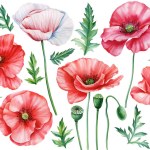 Watercolor poppies, leaves and buds on white background. Red flowers, floral set elements. Botanical illustration . High quality illustration