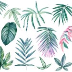 Exotic plants, palm leaves on an isolated white background, watercolor illustration. Blue and pink leaf. High quality illustration