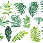 Tropical plants set. Palm leaf. Green leaves painted in hand-made watercolor, botanical painting. High quality illustration