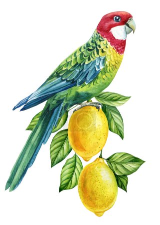 Foto de Aves tropicales en una rama con frutos sobre fondo blanco. Acuarela ilustración dibujada a mano, loro y limón. ilustración de alta calidad - Imagen libre de derechos