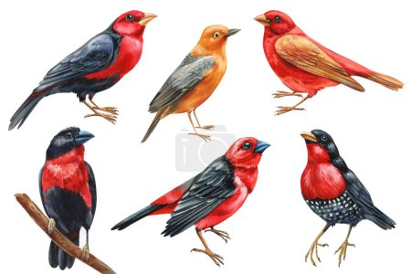 Set birds on isolated white background, Watercolor Hand drawn realistic bird. Australia bird. High quality illustration