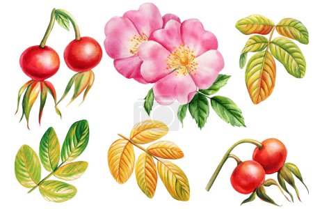 Set de rosa silvestre, rosa mosqueta con hoja, flores y bayas. Ilustración de acuarela dibujada a mano, aislada sobre fondo blanco. ilustración de alta calidad