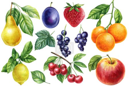 Photo for Fruits set, isolated white background, watercolor botanical painting. Orange, cherry, Lemon, Strawberry, plum, black currant and pear. High quality illustration - Royalty Free Image