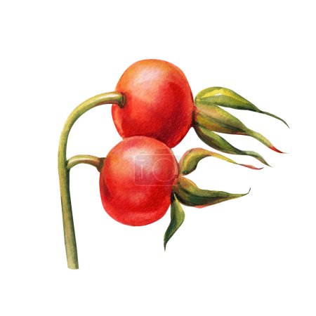 Foto de Baya rosa mosqueta aislada sobre fondo blanco. Ilustración acuarela dibujada a mano, baya roja. ilustración de alta calidad - Imagen libre de derechos