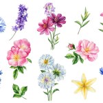 Wildflower Watercolor. Beautiful bouquets of flowers on isolated white background, watercolor botanical painting. High quality illustration