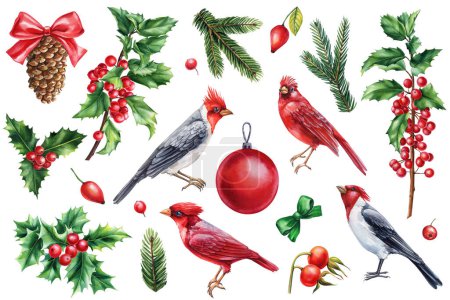 Cardenal Rojo, Holly, cono y abeto. Set de Navidad con pájaros sobre fondo blanco, dibujos en acuarela. ilustración de alta calidad