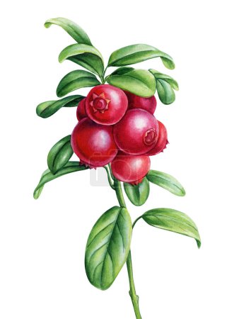 Cowberry, lingonberry. Branch with berries and leaves on isolated white background, watercolor botanical illustration. High quality illustration