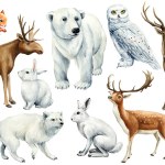 Hare, arctic fox, owl, white bear, penguin, killer whale. Winter Animal on an isolated white background, watercolor illustration. High quality illustration