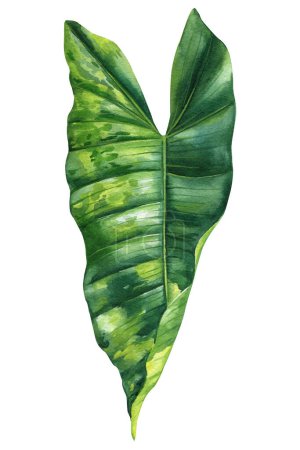 Foto de Paradise Palm Leaves, Tropical leaves. Ilustración de plantas acuarela sobre fondo blanco aislado. ilustración de alta calidad - Imagen libre de derechos