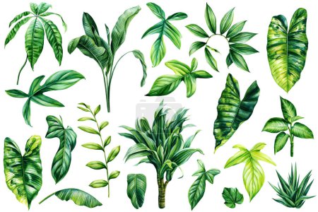 Photo for Palm leaves, summer set, watercolor botanical painting. Green plant monstera, ivy, palm, dracaena, haworthia and ficus. High quality illustration - Royalty Free Image