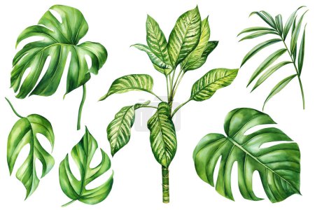 Téléchargez les photos : Feuilles tropicales de palmier aquarelle. ensemble avec des plantes exotiques isolées sur fond blanc. Illustration de haute qualité - en image libre de droit