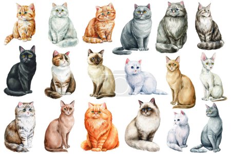 Photo for Cats watercolor, adorable home pets isolated on white background. Collection Cats of different breeds. Cute kittens Watercolour painting . High quality illustration - Royalty Free Image