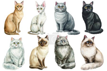 Photo for Set of funny cats watercolor, adorable home pets isolated white background. Cats of different breeds. Watercolour painting cat clipart. High quality illustration - Royalty Free Image