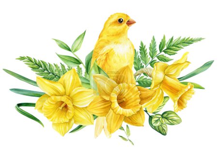 Photo for Daffodils and canary, spring birds and flowers isolated on white background. Watercolor hand drawing Botanical painting. High quality illustration - Royalty Free Image
