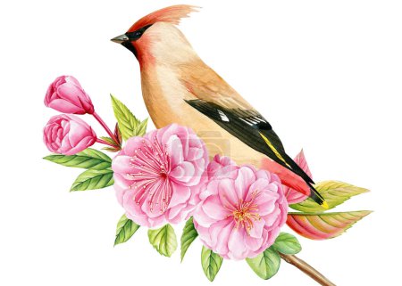 Bird on a branch of sakura on isolated white background, waxwing watercolor painting illustration. Spring pink flowers. High quality illustration