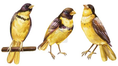 Set yellow birds illustration. Watercolor forest color bird isolated background. Botanical painting Emberiza aureola wildlife. High quality illustration
