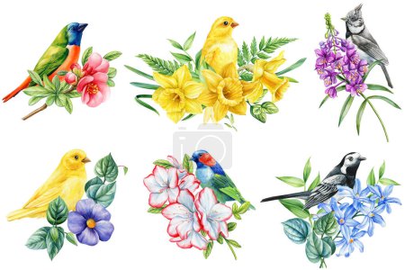 Foto de Conjunto de aves de primavera y flores aisladas sobre fondo blanco. Acuarela dibujo a mano pintura botánica. ilustración de alta calidad - Imagen libre de derechos